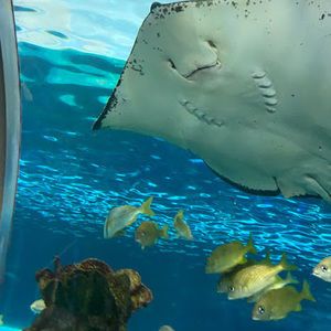 Meet your Posher, Jordan